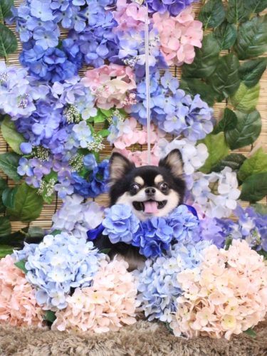 20250625ボスくん